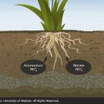 اهمیت منبع نیترات خاک