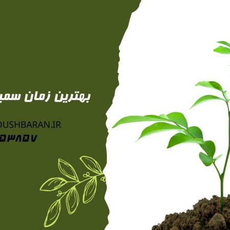 بهترین زمان سمپاشی قارچ کش - سروش باران